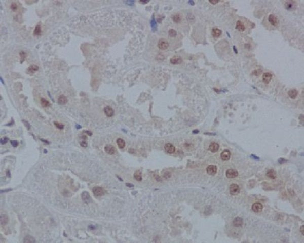 Anti-IRF1 Rabbit Polyclonal Antibody