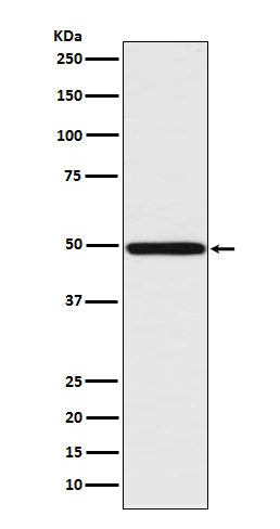 Anti-IRF1 Rabbit Polyclonal Antibody