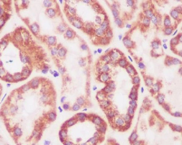 Anti-Prohibitin Rabbit Polyclonal Antibody