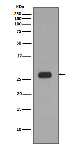 Anti-Prohibitin Rabbit Polyclonal Antibody
