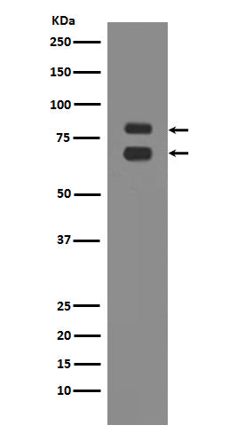 Anti-ASH2L Rabbit Polyclonal Antibody