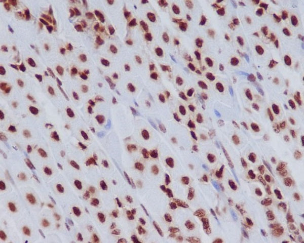 Anti-Histone H3.3 Rabbit Polyclonal Antibody