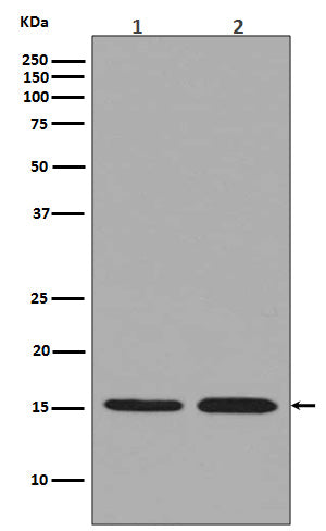 Anti-Histone H3.3 Rabbit Polyclonal Antibody