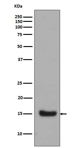 Anti-Midkine Rabbit Polyclonal Antibody
