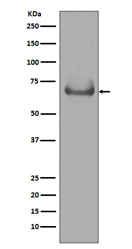 Anti-Lamin B Receptor Rabbit Polyclonal Antibody