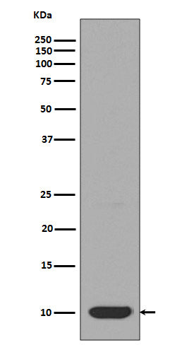 Anti-DYNLL1 Rabbit Polyclonal Antibody