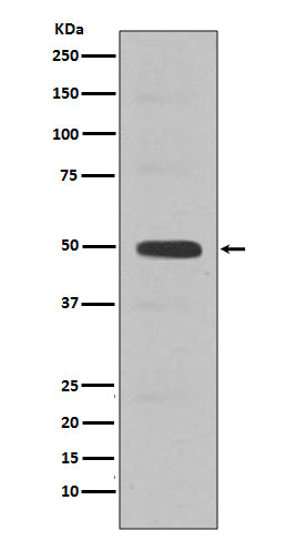 Anti-Cyclin E2 Rabbit Polyclonal Antibody