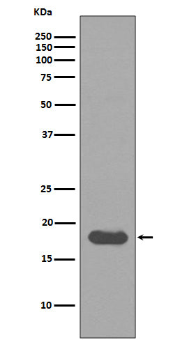 Anti-SUMO Conjugating Enzyme UBC9 Rabbit Polyclonal Antibody