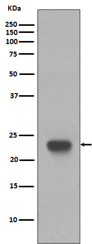 Anti-CD3 epsilon Rabbit Polyclonal Antibody