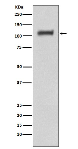 Anti-Daxx Rabbit Polyclonal Antibody