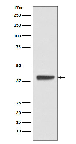Anti-Islet 1 Rabbit Polyclonal Antibody