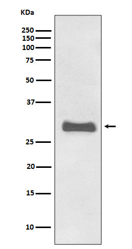 Anti-Prion Protein Rabbit Polyclonal Antibody