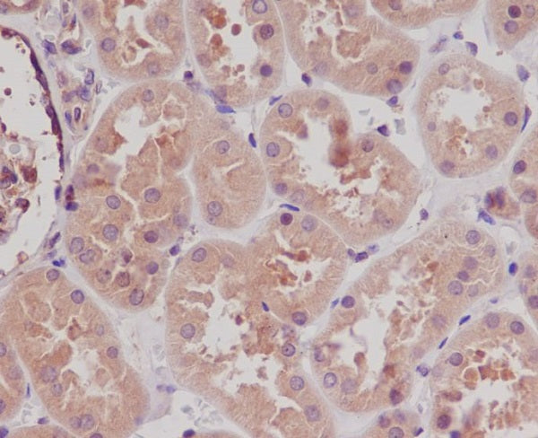 Anti-STK3 Rabbit Polyclonal Antibody
