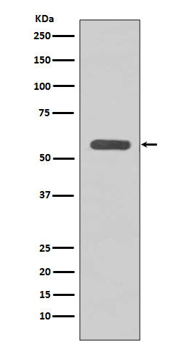 Anti-STK3 Rabbit Polyclonal Antibody