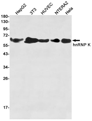 Anti-hnRNP K Rabbit Polyclonal Antibody