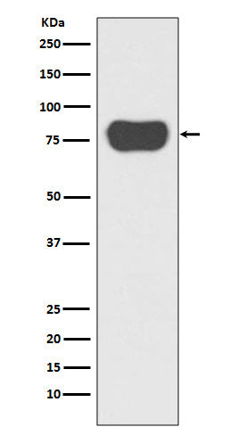 Anti-Cortactin Rabbit Polyclonal Antibody