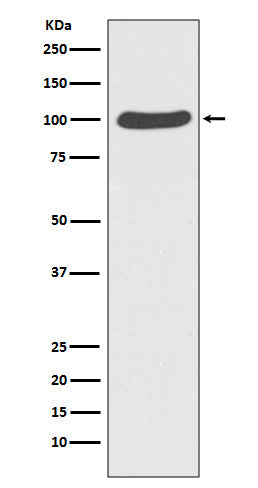 Anti-CTNNA1 Rabbit Polyclonal Antibody