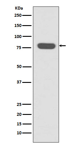 Anti-Radixin Rabbit Polyclonal Antibody