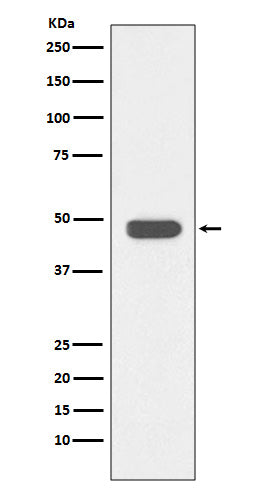 Anti-IKB beta Rabbit Polyclonal Antibody