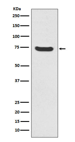 Anti-MEKK2 Rabbit Polyclonal Antibody