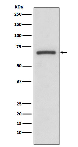 Anti-Cyclooxygenase 1 Rabbit Polyclonal Antibody