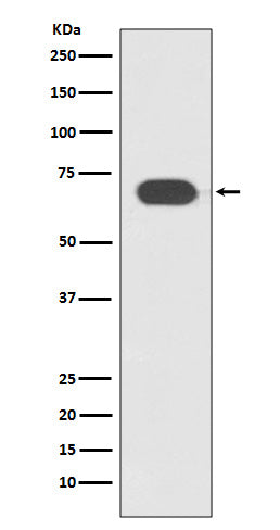 Anti-Transcription Factor 7 Like 2 Rabbit Polyclonal Antibody
