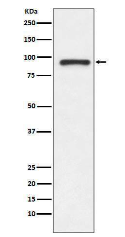 Anti-Topoisomerase I Rabbit Polyclonal Antibody