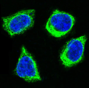 Anti-Cytochrome C Rabbit Polyclonal Antibody