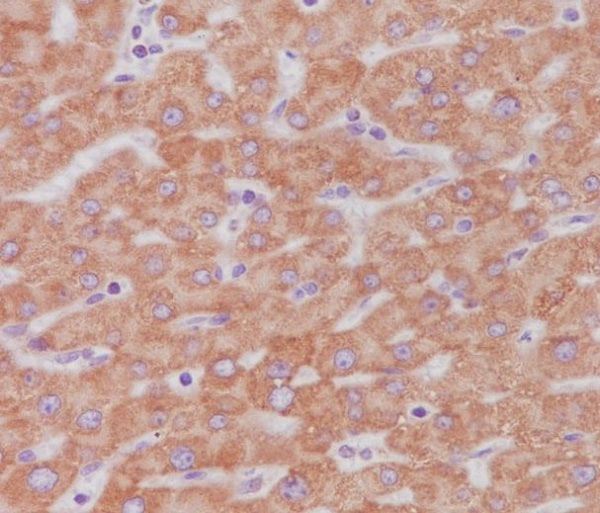 Anti-Cytochrome C Rabbit Polyclonal Antibody