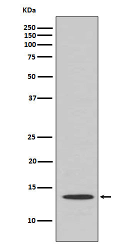 Anti-Cytochrome C Rabbit Polyclonal Antibody