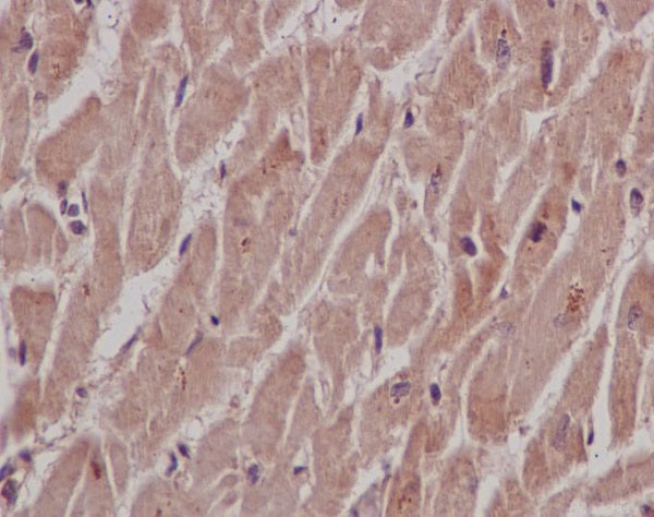 Anti-SHP2 Rabbit Polyclonal Antibody