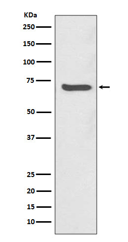 Anti-SHP2 Rabbit Polyclonal Antibody