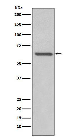 Anti-Rel B Rabbit Polyclonal Antibody