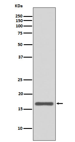 Anti-Anterior Gradient 2 Rabbit Polyclonal Antibody