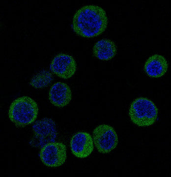 Anti-IRF3 Rabbit Polyclonal Antibody