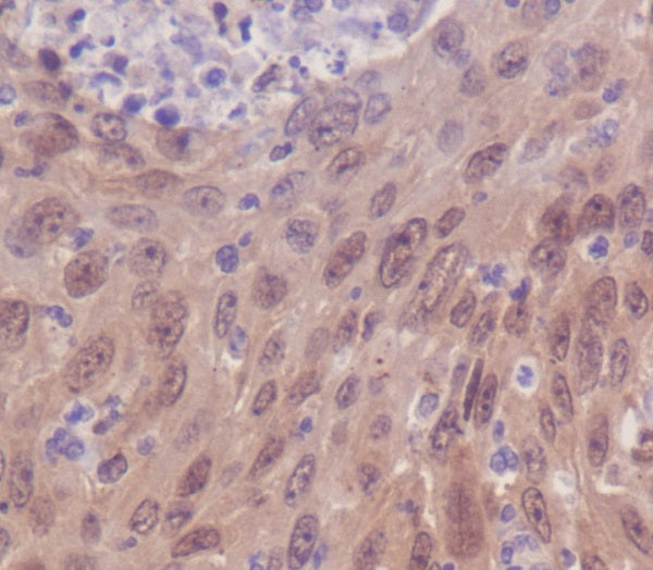 Anti-IRF3 Rabbit Polyclonal Antibody