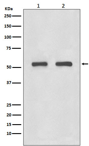 Anti-IRF3 Rabbit Polyclonal Antibody
