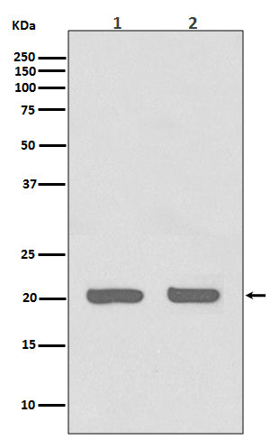 Anti-IL-1 Receptor Antagonist Protein Rabbit Polyclonal Antibody