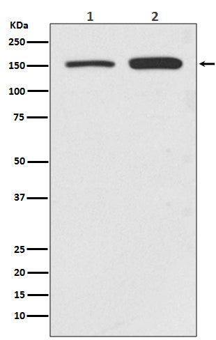 Anti-SMC1A Rabbit Polyclonal Antibody
