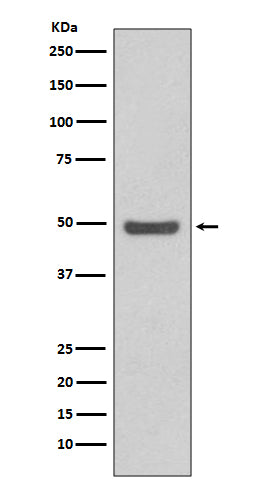 Anti-Cyclin E2 Rabbit Polyclonal Antibody
