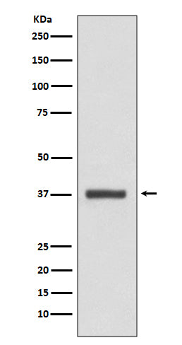Anti-CDK6 Rabbit Polyclonal Antibody