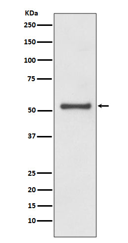 Anti-Cyclin A1/A2 Rabbit Polyclonal Antibody