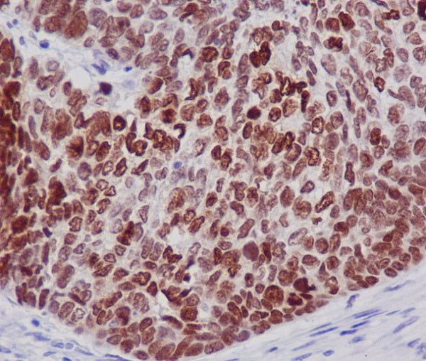Anti-Histone H2B Rabbit Polyclonal Antibody