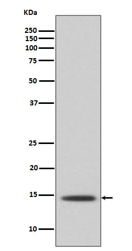 Anti-Histone H2B Rabbit Polyclonal Antibody