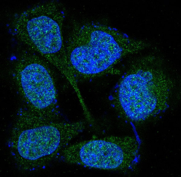Anti-MEK3/MEK6 Rabbit Polyclonal Antibody