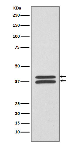 Anti-MEK3/MEK6 Rabbit Polyclonal Antibody