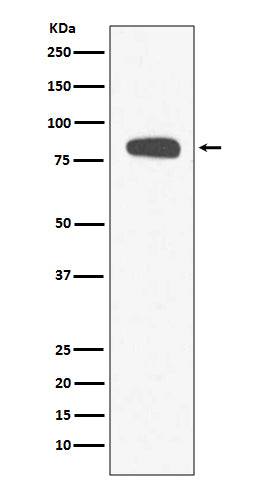 Anti-Stromal Interaction Molecule 1 Rabbit Polyclonal Antibody