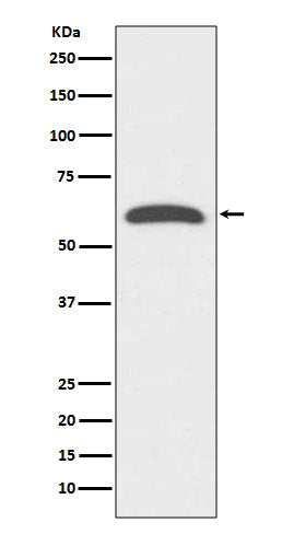 Anti-FOXO4 Rabbit Polyclonal Antibody