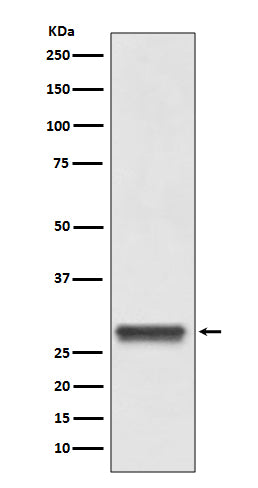 Anti-14-3-3 Rabbit Polyclonal Antibody