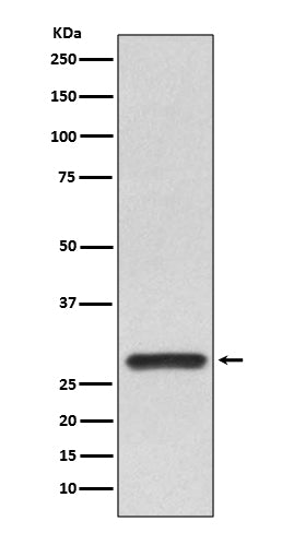 Anti-14-3-3 alpha/beta Rabbit Polyclonal Antibody